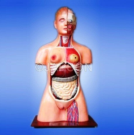 Human Torso, 13 Parts, Male & Female Human Torso, 13 Parts, Male & Female